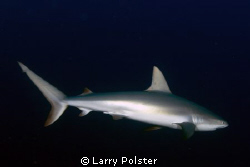 Reef shark at the Exhuma Islands by Larry Polster 
